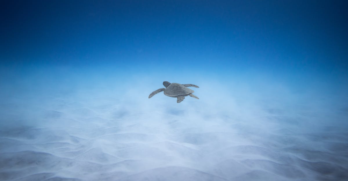 adorable-marine-turtle-swimming-underwater-of-blue-ocean-near-sandy-bottom-in-sunlight-3478512