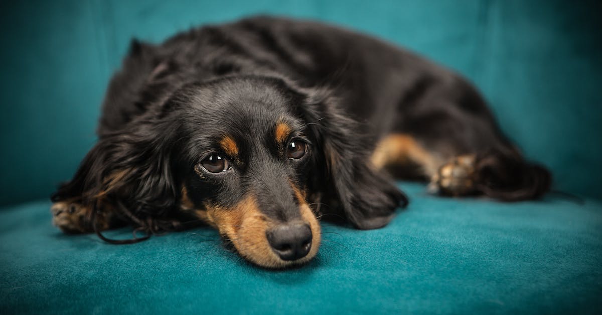 black-and-tan-long-coat-dog-2017571