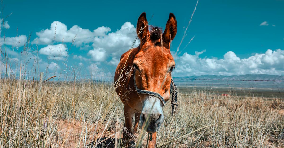 brown-mule-on-green-grass-field-under-blue-sky-8108645