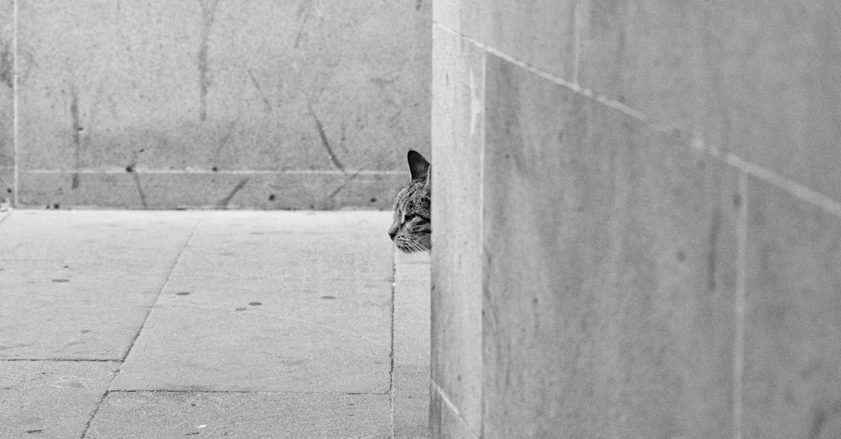 cat-around-the-corner-8155039