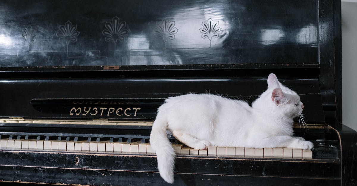 cat-on-black-piano-1860299