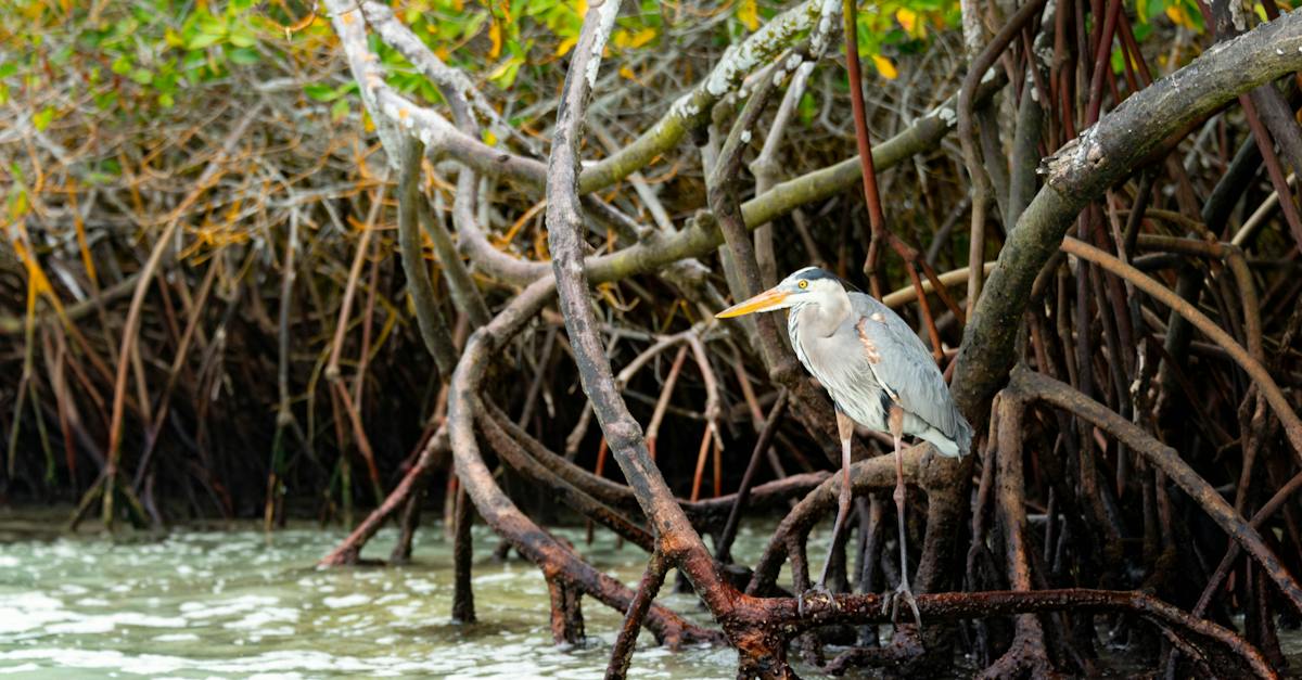 great-blue-heron-sitting-on-mangrove-4978601