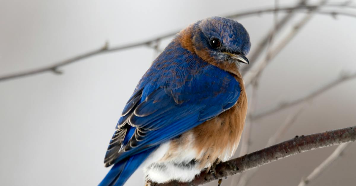 photography-of-small-blue-and-brown-bird-4108208