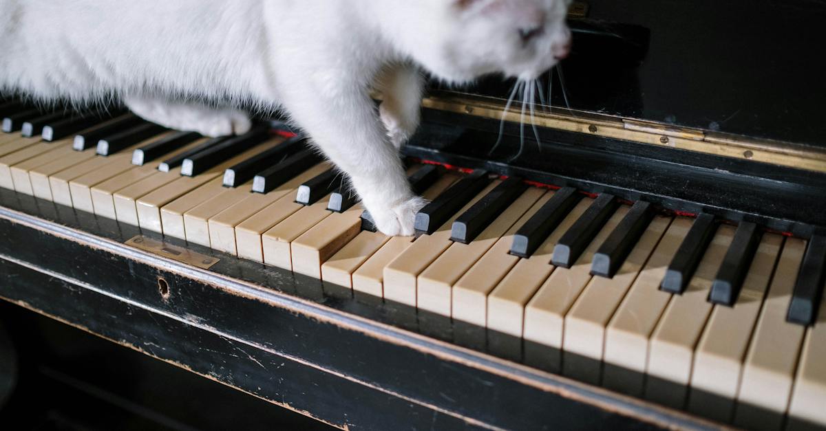 white-cat-on-piano-keys-3176556